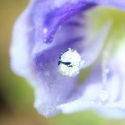 Der Pollen klebt auch an den Blütenblättern. (Bild: W. Wohlers)