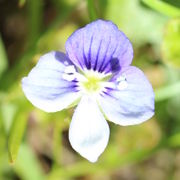 Die 1cm großen Blüten haben drei hellblaue Blätter mit dunkelblauen Streifen und ein fast weißes Blütenblatt. (Bild: W. Wohlers)