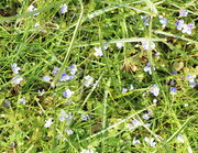 Im Rasen fallen die hübschen, hellblauen Blüten stark auf. (Bild: W. Wohlers)