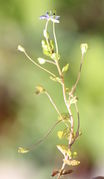 Ein Trieb mit nur einer Blüten, zwei Knospen und sieben tauben Früchten. (Bild: W. Wohlers)