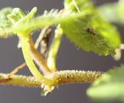 An den Knoten bewurzeln sich die Kriechtriebe. Ein aufsteigender Trieb beginnt zu wachsen. (Bild: W. Wohlers, JKI)