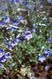 Veronica fruticans