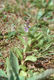 Veronica officinalis