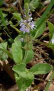 Veronica officinalis / Wald-Ehrenpreis, Habitus