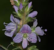 Veronica officinalis / Wald-Ehrenpreis, Blüten