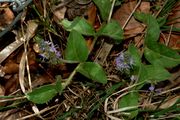 Veronica officinalis / Wald-Ehrenpreis, Habitus