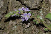 Veronica officinalis / Wald-Ehrenpreis, Blütenstand