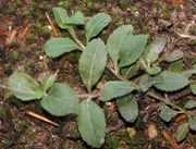 Veronica officinalis / Wald-Ehrenpreis, Blätter