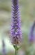 Veronica spicata subsp. orchidea