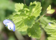 Die Knospen stehen in den jungen Blättern versteckt. (Bild: W. Wohlers, JKI)