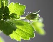 Vor der Blüte streckt sich der Blütenstiel. (Bild: W. Wohlers, JKI)