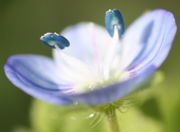 In der himmelblauen Blüte stehen zwei dunkelblaue Antheren. (Bild: W. Wohlers, JKI)