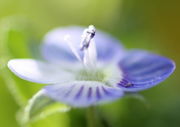 Der lange Griffel ist hellviolett oder weiß. (Bild: W. Wohlers, JKI)