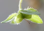 Die Samenkapseln sind herzförmig mit weiter Kerbe und drüsig behaart. Die Narbe überragt die Kapselbucht. (Bild: W. Wohlers, JKI)