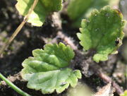 Nur die ersten Blätter sind gegenständig. Sie können knapp 3 cm lang werden. (Bild: W. Wohlers, JKI)