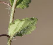 Der Blattrand ist nach unten umgerollt. (Bild: W. Wohlers, JKI)