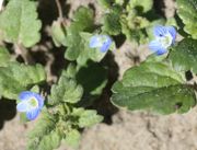 Die leuchtendblauen Blüten sind 4 bis 8 mm groß und blühen bis zum Frost. (Bild: W. Wohlers, JKI)