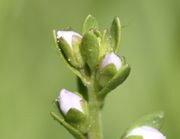 Die Knospen sind hellviolett. (Bild: W. Wohlers, JKI)