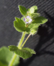 Hecken-Ehrenpreis: Blüte – Rainer Burkard, CC BY-SA 3.0