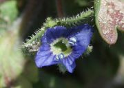 Die leuchtend blaue Blüte hat blaue Antheren. (Bild: W. Wohlers, JKI)