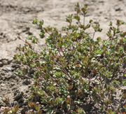 Zur Blüte wachsen aufrechte Triebe. (Bild: W. Wohlers, JKI)