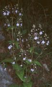 Veronica urticifolia (Foto: Dirk Albach)