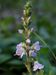 Veronicaofficinalis-090606 Bi.jpg