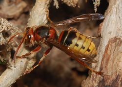 Arbeiterin vor Nesteingang in einer Baumhöhle - Accipiter, CC BY-SA 3.0