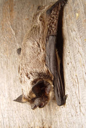 Zweifarbfledermaus: Alttier (adult) - Mnolf, CC BY-NC-SA 3.0