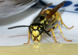 Deutsche Wepse von vorn - Harald Olsen, CC BY-SA 3.0