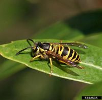 Vespula maculifrons IPM5382535.jpg