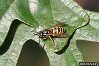 Vespula pensylvanica IPM5024099.jpg