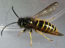 Vespula vulgaris-m.jpg