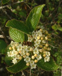 alt=Description de l'image Viburnum lantana.jpg.