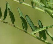 Die Fiederblättchen sind schmal, vorn gestutzt mit einer kleinen Spitze. (Bild: W. Wohlers, JKI)