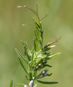 Die Triebspitze mit den Knospen ist sehr kompakt. (Bild: W. Wohlers, JKI)