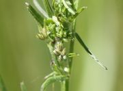 Vier Trauben von Knospen unterschiedlicher Größe. (Bild: W. Wohlers, JKI)