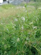 Blühende Triebe im JKI-Unkrautgarten. (Bild: Arno Littmann, JKI)