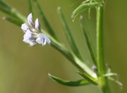 Die hellvioletten, bis 5 mm großen Blüten stehen eng zusammen. (Bild: W. Wohlers, JKI)