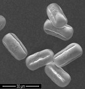 Die länglichen Pollen der Rauhaarigen Wicke im Raster-Elektronenmikroskop mit drei Öffnungen in der Pollenzellwand. (Bild: K. Richert-Pöggeler, JKI)