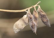 Die schwarzbraunen oder hell-olivgrünen, weich behaarten Hülsen sind ca 3 cm lang. Sie tragen zwei bis vier Samen. (Bild: W. Wohlers, JKI)