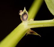 Extraflorale Nektarien bei Vicia sepium
