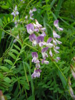 Krautige Fabaceae