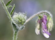 Die kleine Knospe des Blütenstands wirkt besonders zottig durch die Zipfel der Kelchblätter. (Bild: W. Wohlers, JKI)