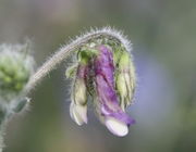 Fahne und Kelchblätter sind in der Regel violett, die übrigen Blütenblätter weiß. (Bild: W. Wohlers, JKI)