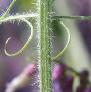 Die 3 bis 5 mm dicken Stängel sind kantig und stark behaart. (Bild: W. Wohlers, JKI)