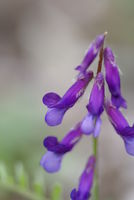 Vicia villosa Edstippen 01.JPG