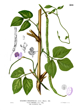 alt=Description of Vigna unguiculata Blanco2.286.png picture.