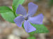 Vinca minor Duerbye 3572 2.jpg