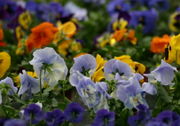 Zu den Vorfahren des Garten-Stiefmütterchens mit den großen Kronblättern gehört auch Viola tricolor. (Bild: W. Wohlers, JKI)